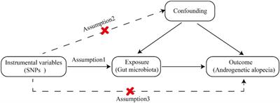 Roles of gut microbiota in androgenetic alopecia: insights from Mendelian randomization analysis